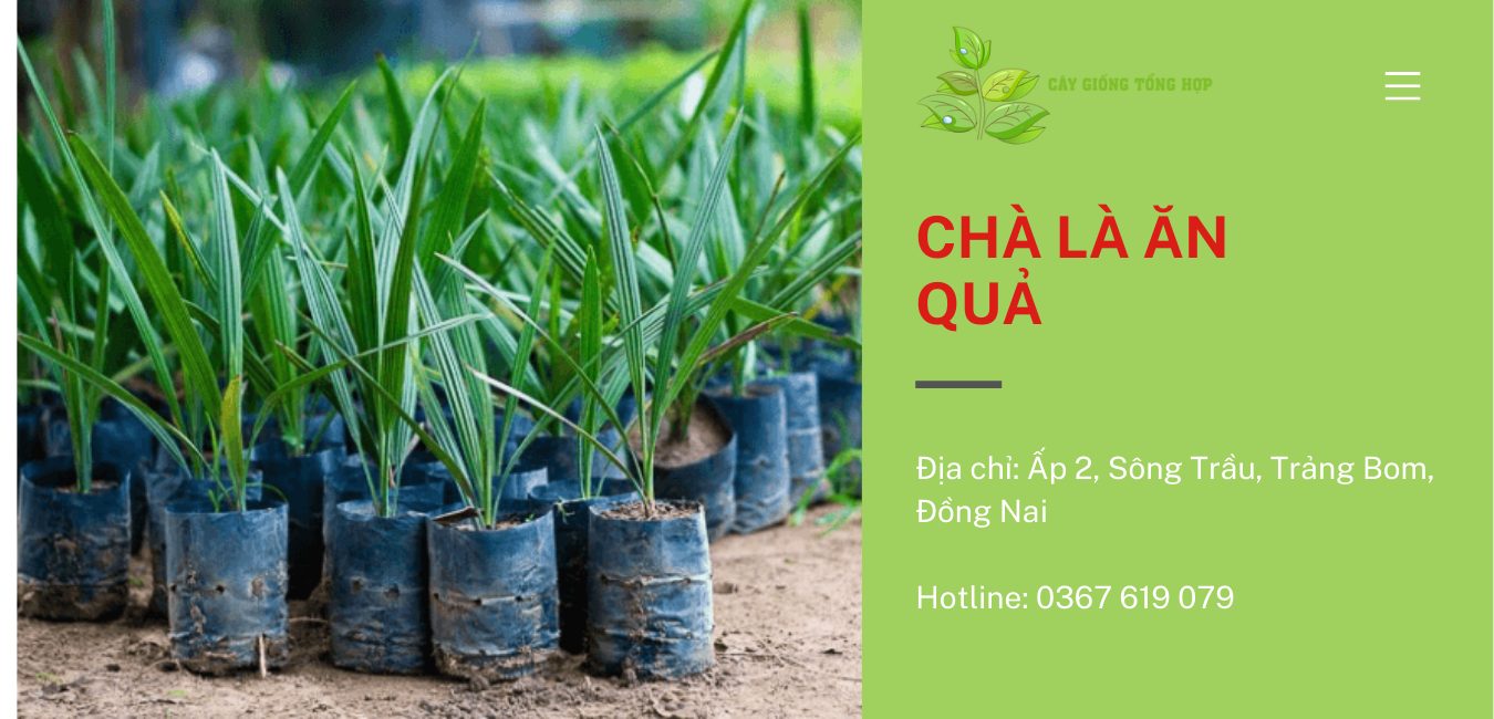 Chà Là ăn quả