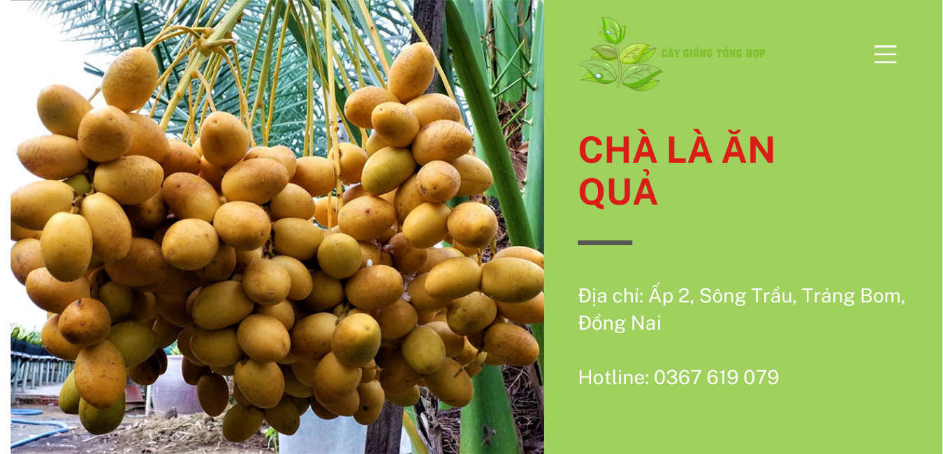 Mua cây giống Chà Là chất lượng, uy tín