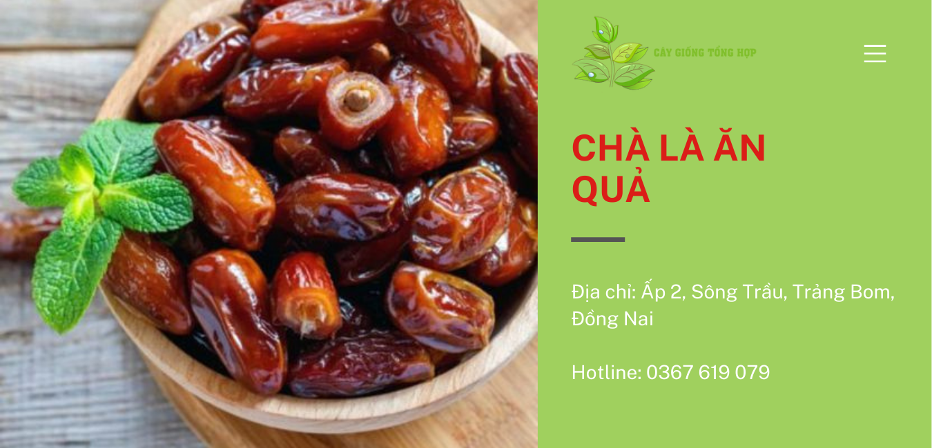 Giá trị dinh dưỡng có trong quả Chà Là tốt cho sức khỏe