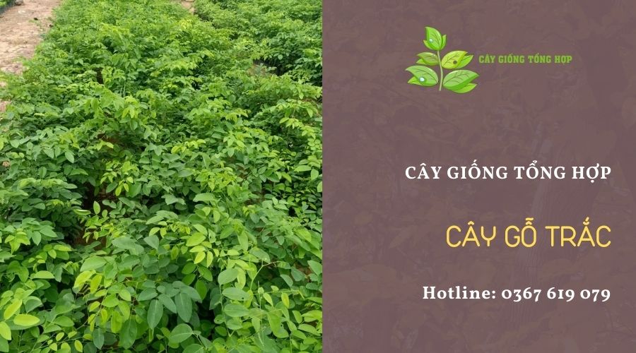 cây trắc
