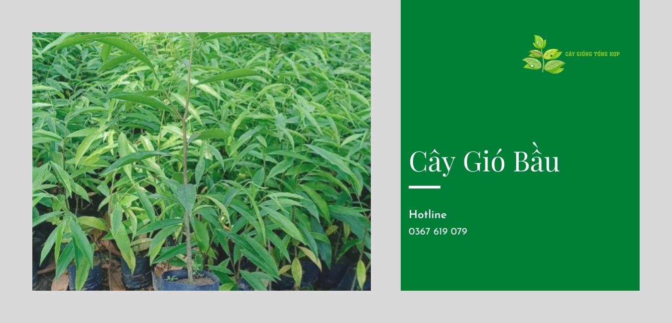 cây gió bầu, cây trầm hương