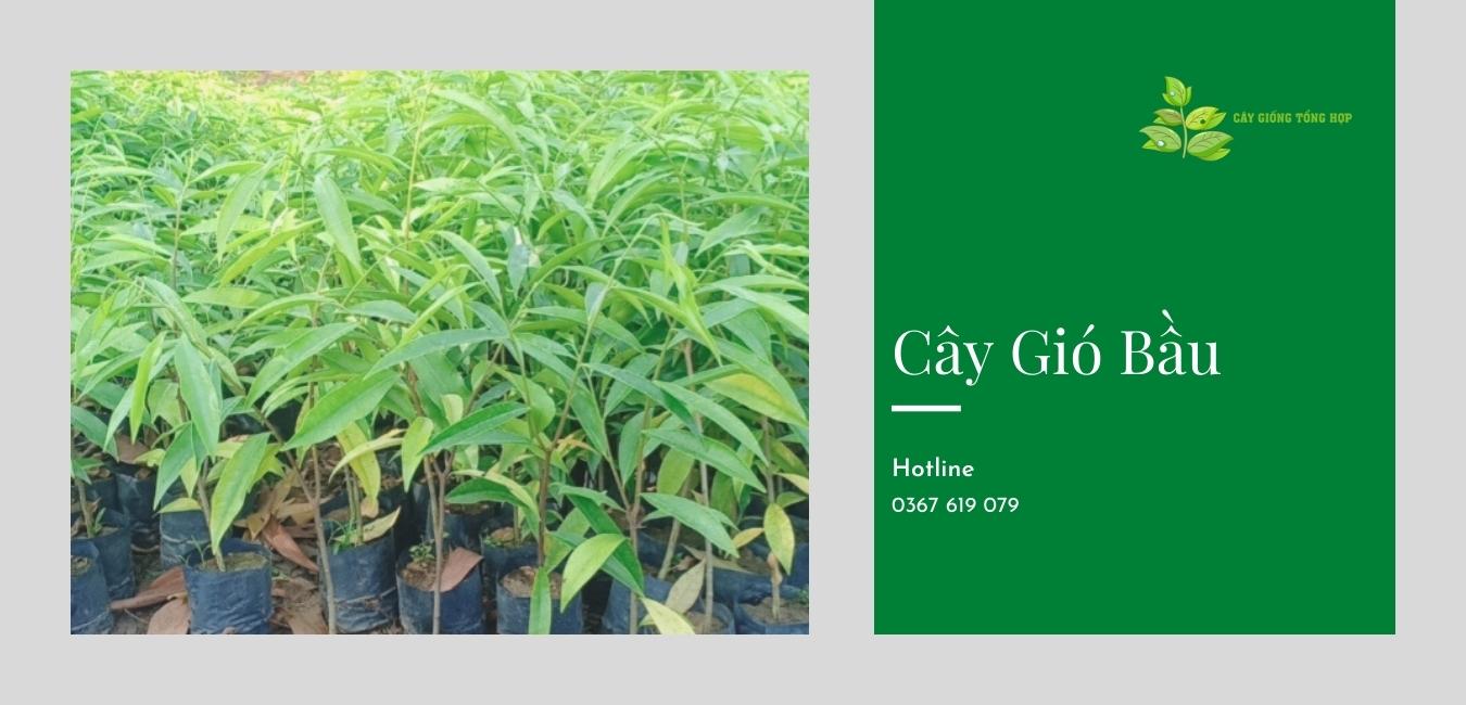 cây gió bầu giống