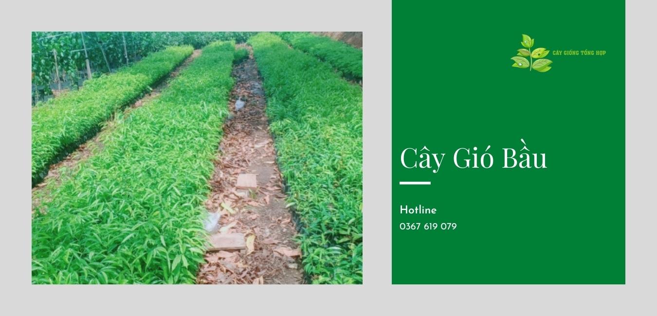 Cây Giống Tổng Hợp