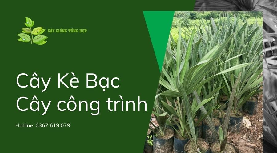 Cây Kè Bạc
