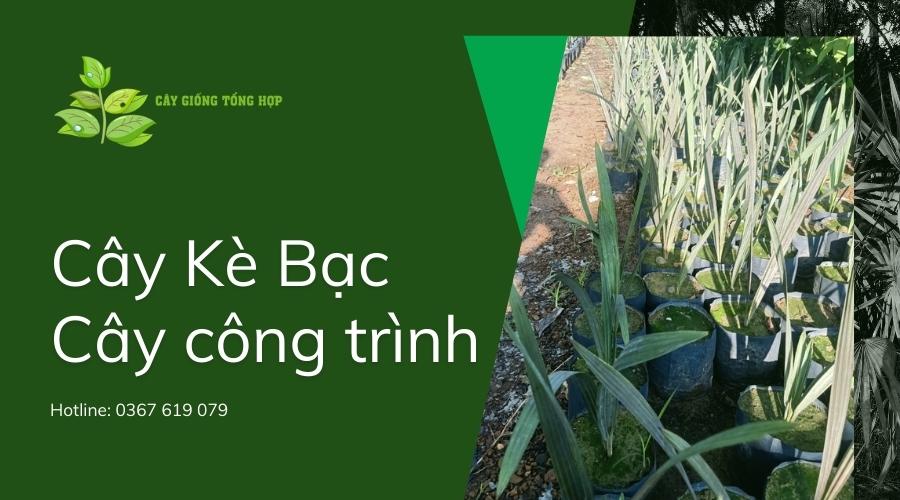 cây Kè Bạc