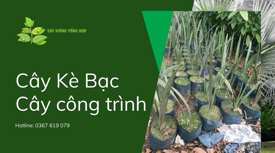 cây Kè Bạc giống