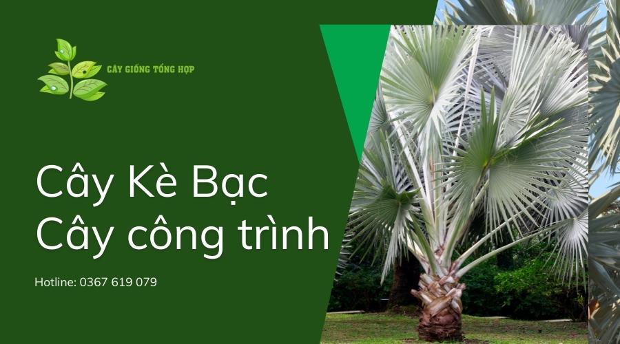 cây công trình