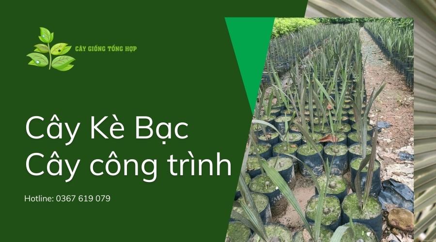 Cây Giống Tổng Hợp