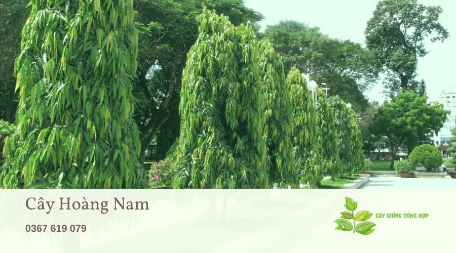 đặc điểm cây Hoàng Nam