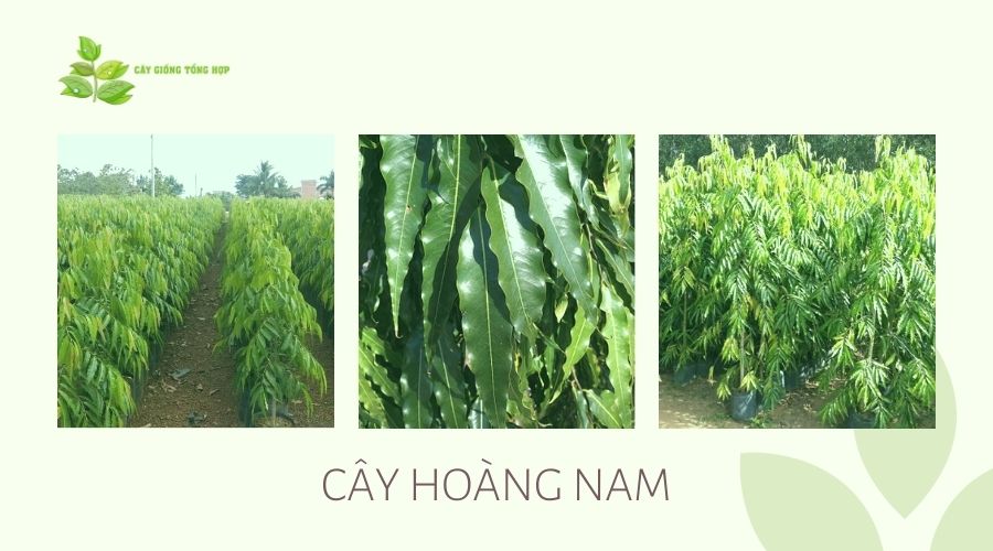 cây Hoàng Nam giống