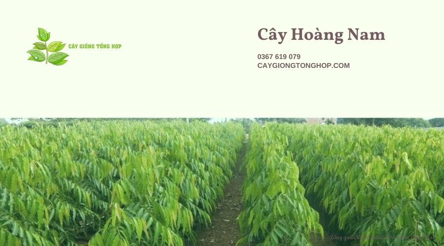 Cây Giống Tổng Hợp