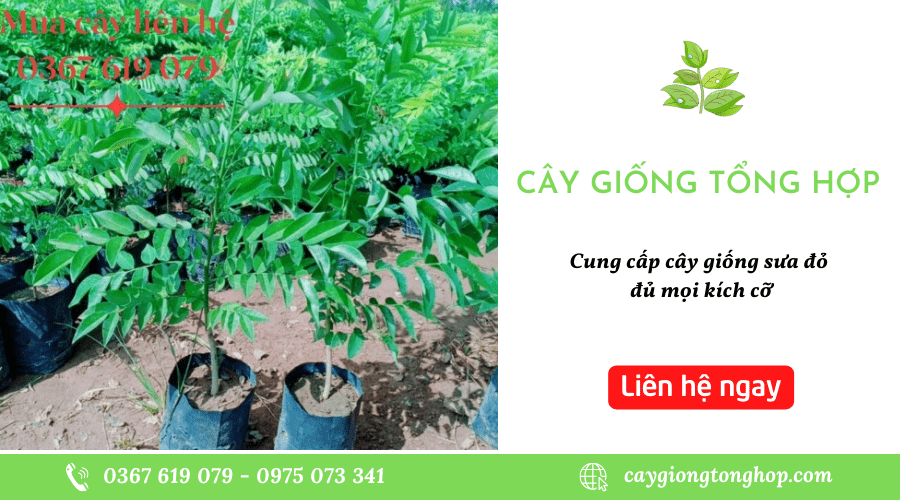 cây sưa đỏ