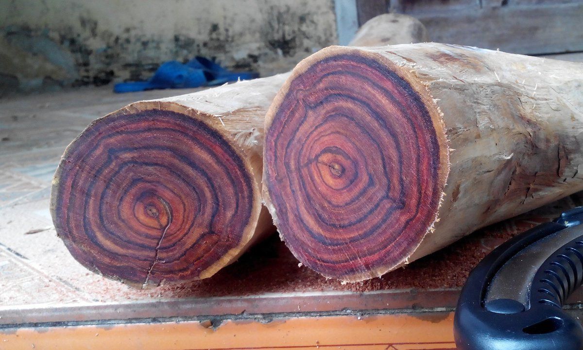 cây sưa đỏ