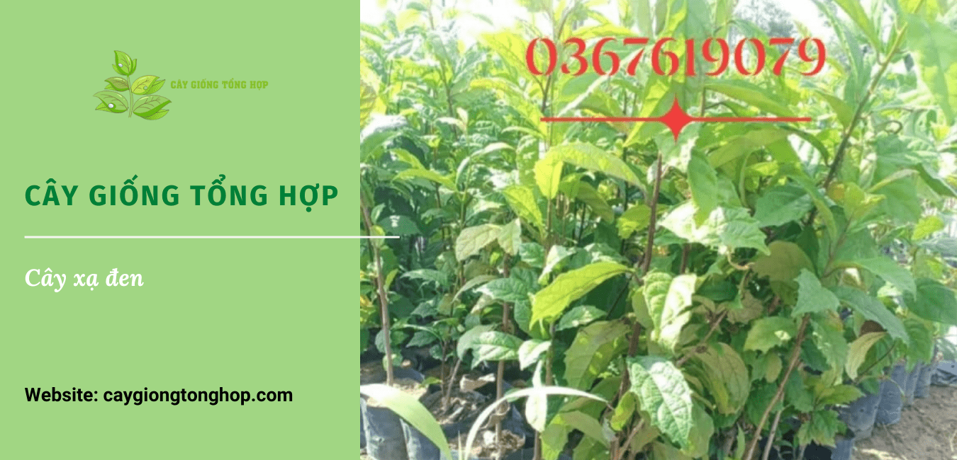 cây xạ đen