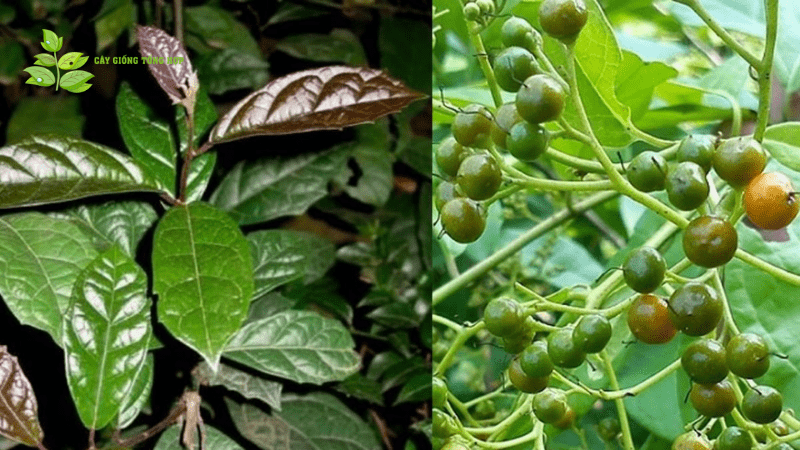 cây xạ đen