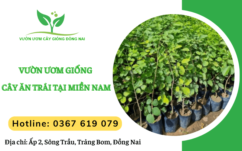 giống cây ăn trái
