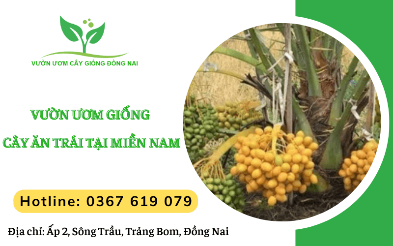 giống cây ăn trái