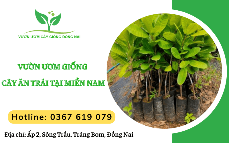 giống cây ăn trái