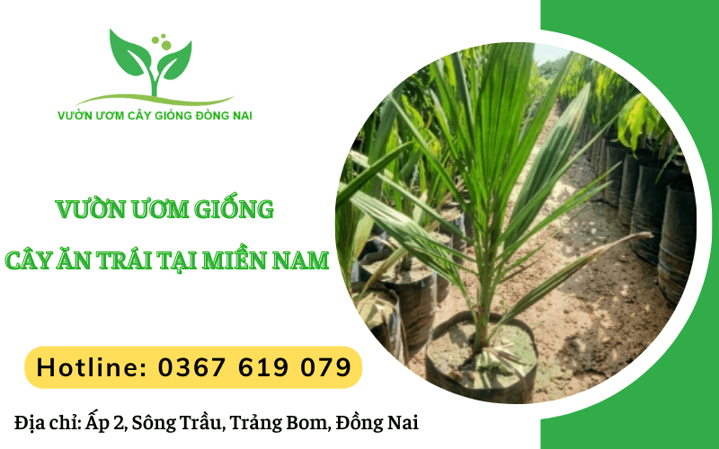 giống cây ăn trái