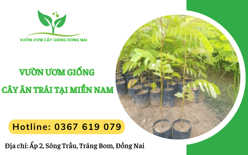 giống cây ăn trái