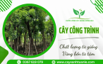 Top 10 giống cây công trình được trồng nhiều nhất tại Đồng Nai 