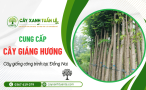 Cung cấp cây Giáng Hương công trình Đồng Nai chất lượng, giá tốt