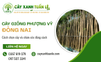 Cây giống Phượng Vỹ Đồng Nai – Cách chọn cây và chăm sóc đúng cách