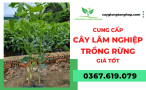 Vườn ươm cây giống cung cấp cây lâm nghiệp trồng rừng giá tốt