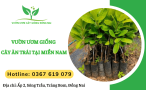 Vườn ươm các giống cây ăn trái tại miền Nam