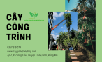 Vườn ươm giống cung cấp cây công trình khỏe mạnh, giá tốt tại Đồng Nai