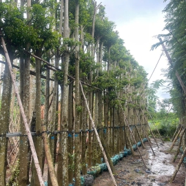 Cây Bàng Đài Loan công trình