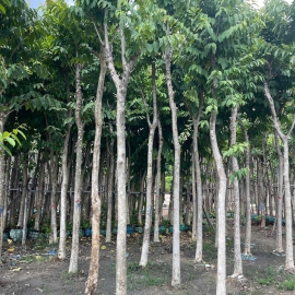 cây bằng lăng1