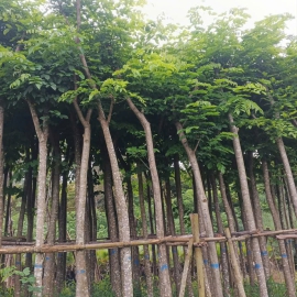 Cây Giáng Hương , Đủ Kích Cỡ