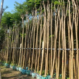 Cây Phượng Vàng