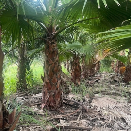 Cây Cọ Mỹ 