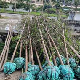 Cây Hoàng Nam