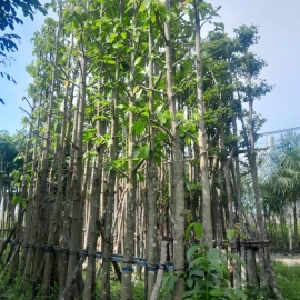 Cây Rái Dầu