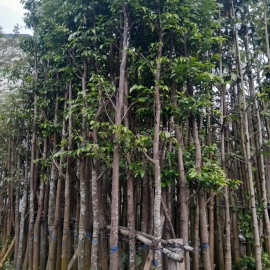 Cây sao đen (nhiều kích cỡ)