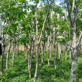 Cây lộc vừng