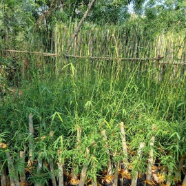 Cây Tầm Vông