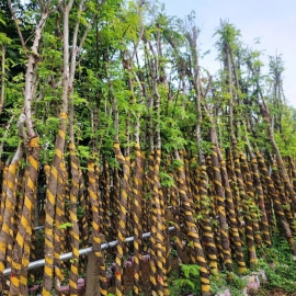 Cây Muồng Hoa Anh Đào