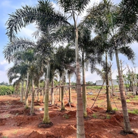 Cây Cau Đuôi Chồn