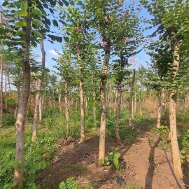 Cây Ban Hoàng Hậu ( móng bò tím 