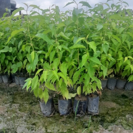 Cây hoàng yến
