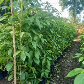 Cây kèn hồng