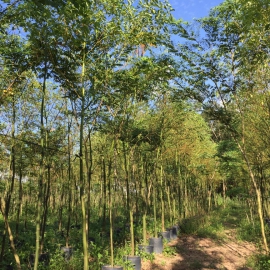 Cây long não (công trình)
