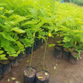 Cây muồng hoa đào