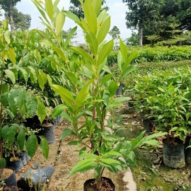 Cây Vối Nếp
