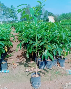 Cây Xà Cừ 