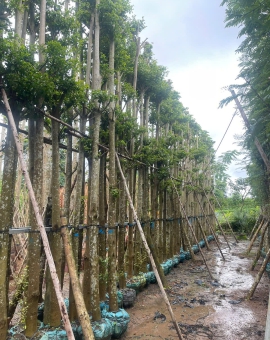 Cây Bàng Đài Loan công trình